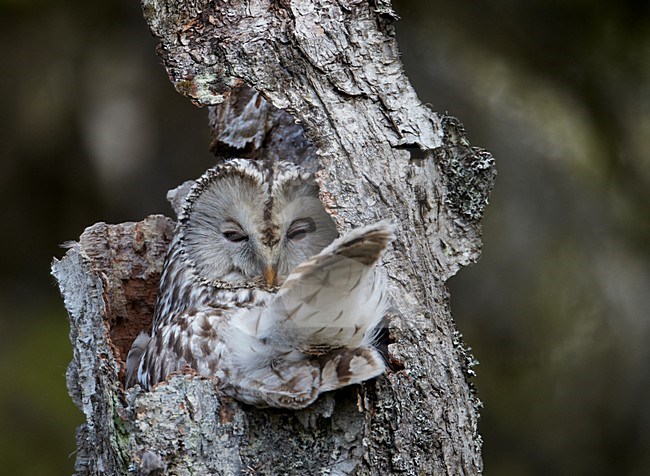 Oeraluil voert jongen op nest; Ural Owl feeding young on the nest stock-image by Agami/Markus Varesvuo,