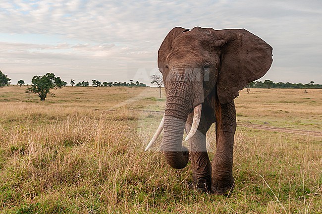 Close up portrait of an African elephant, Loxodonta africana. Masai Mara National Reserve, Kenya. stock-image by Agami/Sergio Pitamitz,