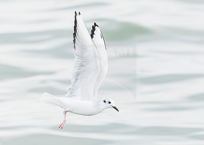Bonaparte's gull (Chroicocephalus philadelphia) stock-image by Agami/Lennart Verheuvel,