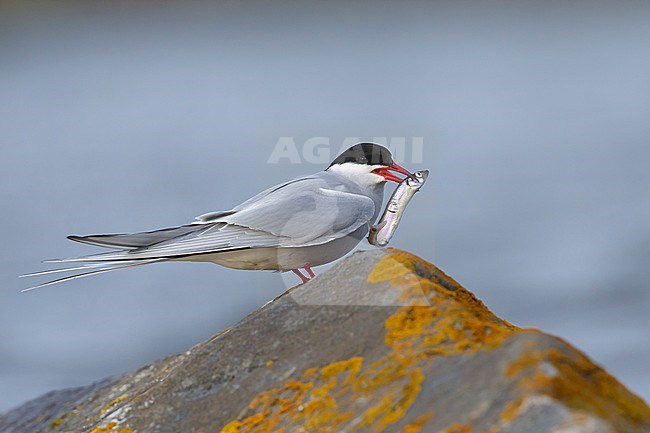 Adult breeding Arctic Tern (Sterna paradisaea) perched on a moss covered rock with small fish in its beak in Churchill, Manitoba, Canada. stock-image by Agami/Brian E Small,