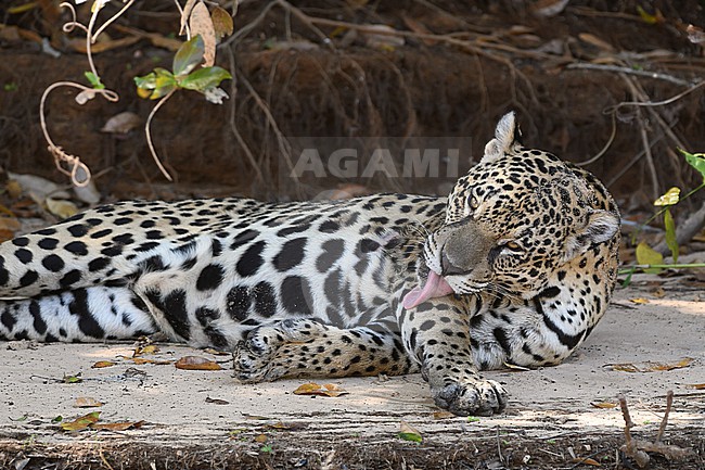 Jaguar (Panthera onca) at the Pantanal, Brazil stock-image by Agami/Eduard Sangster,
