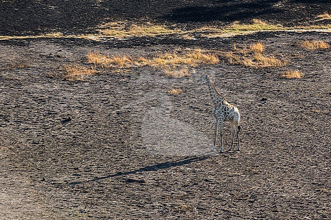 An aerial view of a giraffe, Giraffe camelopardalis, walking in Botswana's Okavango Delta after a bushfire. Botswana. stock-image by Agami/Sergio Pitamitz,