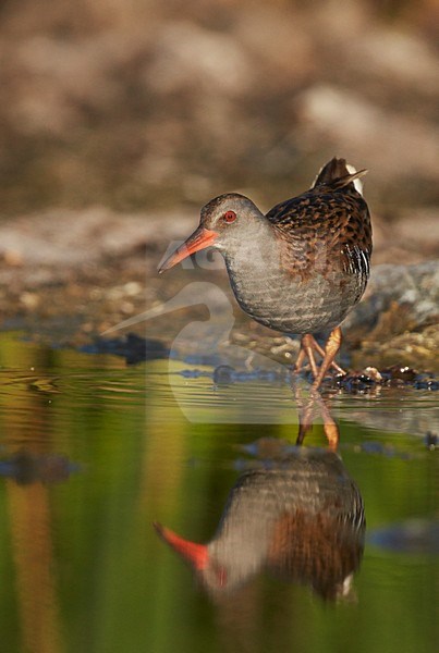Foeragerende Waterral, Water Rail foraging stock-image by Agami/Markus Varesvuo,