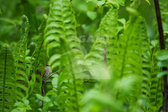 Rufous-tailed Robin, Larvivora sibilans, Russia (Baikal), adult stock-image by Agami/Ralph Martin,