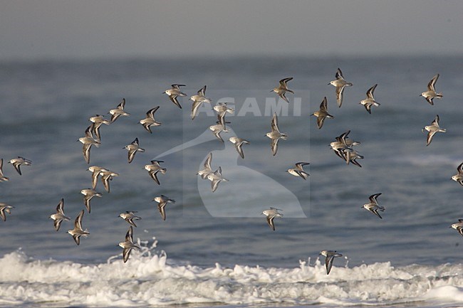 Sanderling group flying; Drieteenstrandloper groep vliegend stock-image by Agami/Arie Ouwerkerk,