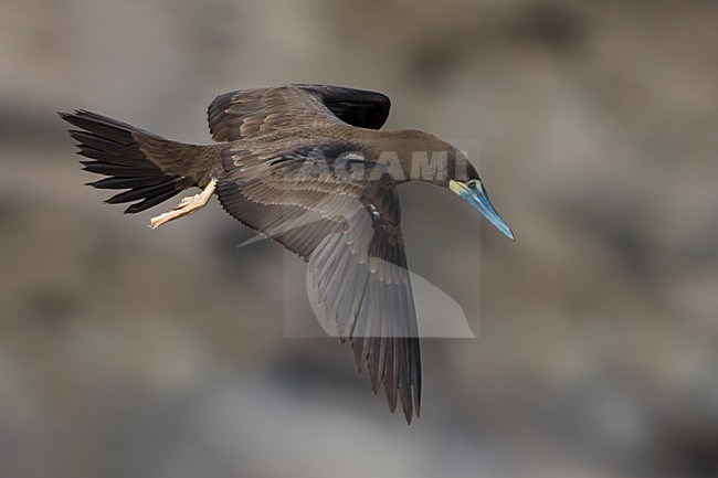 Bruine Gent in vlucht, Brown Booby in flight stock-image by Agami/Daniele Occhiato,
