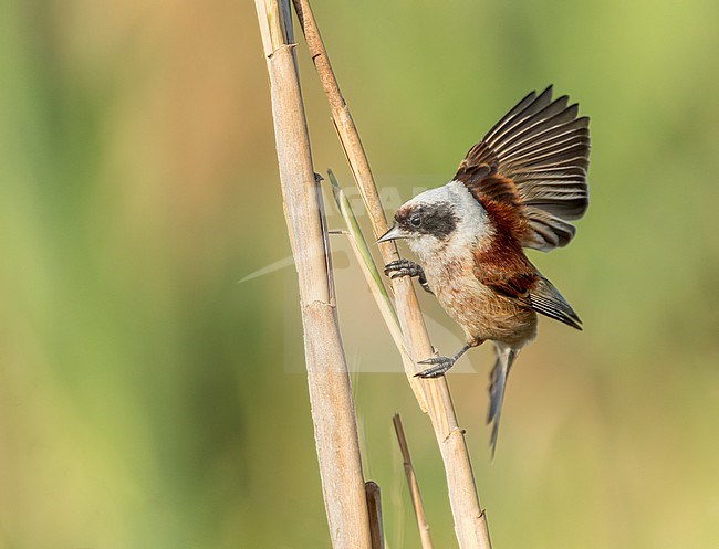 Male European penduline tit (Remiz pendulinus) during late spring in Spain. stock-image by Agami/Marc Guyt,