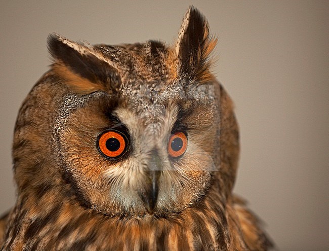Ransuil in de hand, Long-eared Owl in the hand stock-image by Agami/Jari Peltomäki,