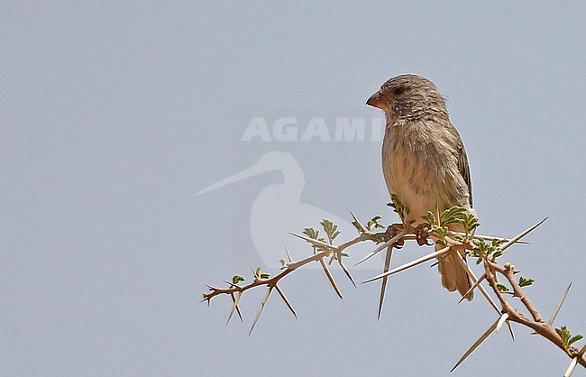 Arabian Serin (Crithagra rothschildi) perched in a tree in Saudi Arabia. stock-image by Agami/Eduard Sangster,