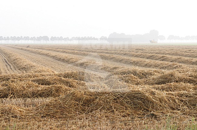 Gemaaid land; Agriculture stock-image by Agami/Reint Jakob Schut,