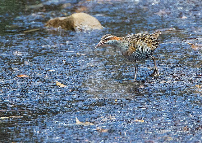 Buff-banded Rail (Hypotaenidia philippensis assimilis) foraging in a creek on Great Barrier Island, New Zealand. stock-image by Agami/Marc Guyt,