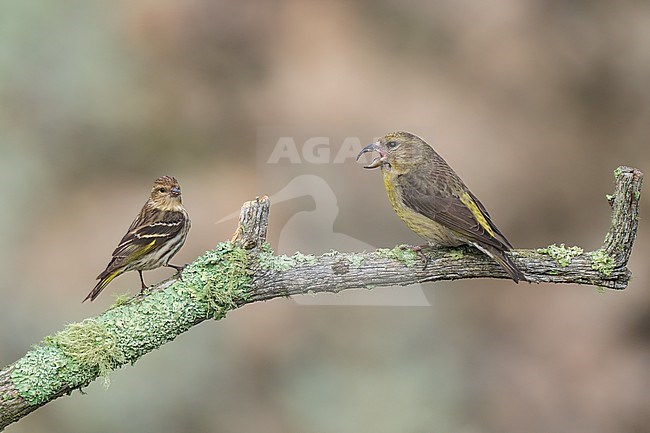 Adult female
Jefferson Co., CO
June 2023 stock-image by Agami/Brian E Small,
