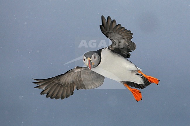 Papegaaiduiker vliegend in de sneeuw; Atlantic Puffin flying in snow stock-image by Agami/Jari Peltomäki,