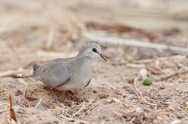 Vrouwtje Maskerduif; Female Namaqua Dove stock-image by Agami/Markus Varesvuo,