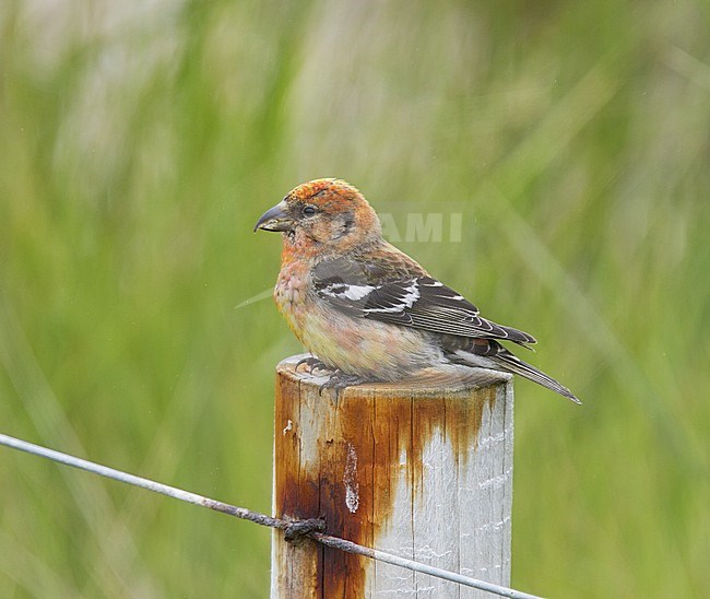 Two-barred Crossbill (Loxia leucoptera) at Cley, Norfolk, during summer influx. Resting on a fench pole. stock-image by Agami/Steve Gantlett,