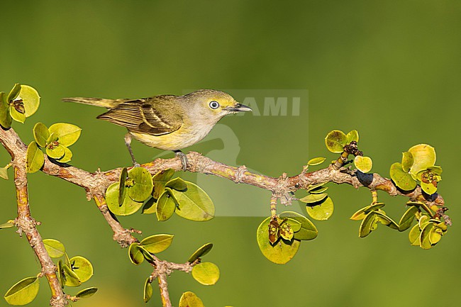 Adult
Galveston Co., TX
April 2019 stock-image by Agami/Brian E Small,