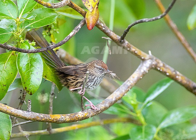 North Island New Zealand Fernbird )Poodytes punctatus vealeae) perched in a low bush. stock-image by Agami/Marc Guyt,