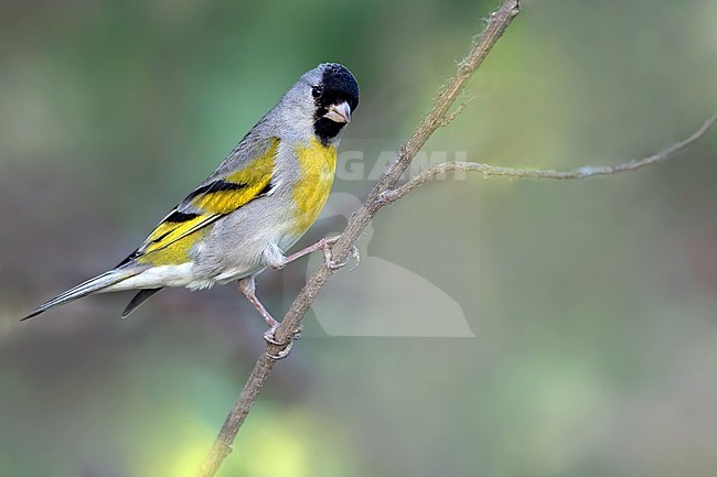 Adult Lawrence's Goldfinch (Spinus lawrencei) in North-America. stock-image by Agami/Dubi Shapiro,