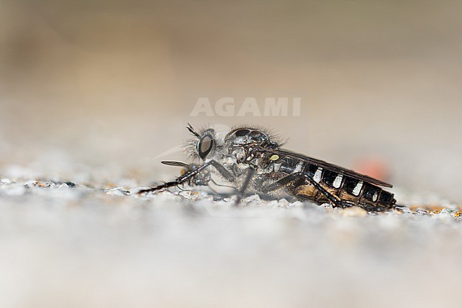 Cyrtopogon meyerduerii, Italy (Piemont), imago stock-image by Agami/Ralph Martin,