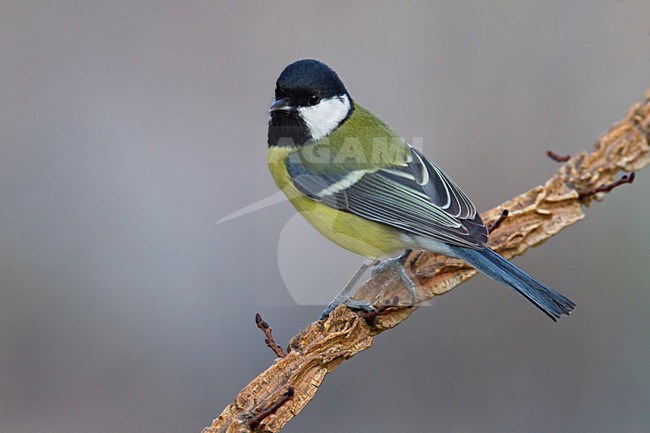 Koolmees op een tak; Great Tit perched on a branch stock-image by Agami/Daniele Occhiato,