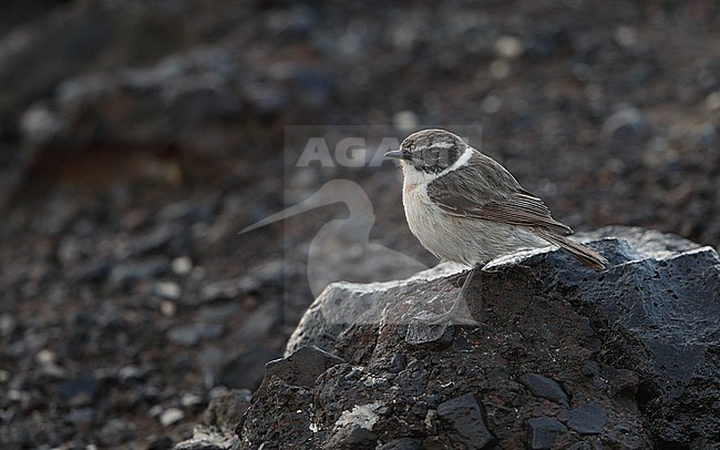 Canary Islands Stonechat (Saxicola dacotiae dacotiae) male perched on rock at La Oliva, Fuerteventura stock-image by Agami/Helge Sorensen,