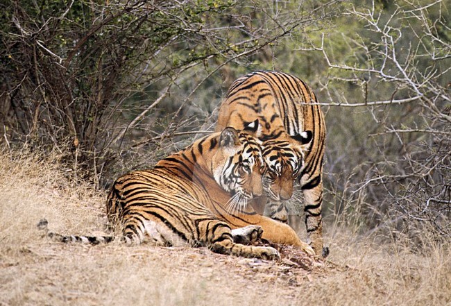 Bengaalse Tijger twee jongen spelend; Bengal Tiger two young playing stock-image by Agami/Roy de Haas,
