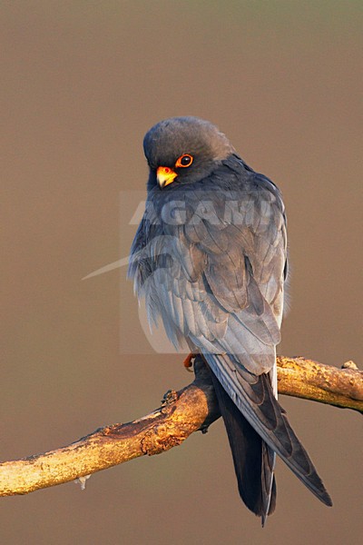 Roodpootvalk, Red-Footed Falcon, Falco vespertinus stock-image by Agami/Jari Peltomäki,