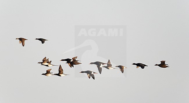 Groep Grote Zee-eenden op doortrek; Flock of Velvet Scoter (Melanita fusca) on migration UtÃ¶ Finland May 2014 stock-image by Agami/Markus Varesvuo,