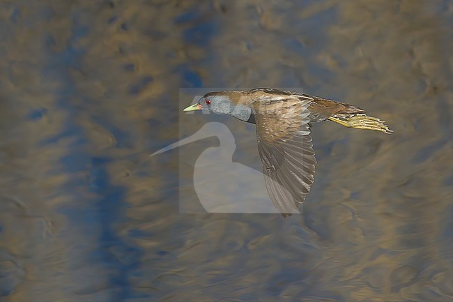 Adilt male Little Crake (Porzana parva), side view of bird in flight against water as backgroung, showing upperparts stock-image by Agami/Kari Eischer,