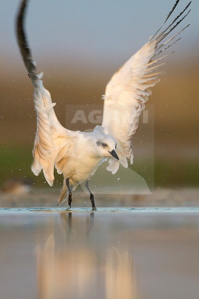 Gull-billed Tern - Lachseeschwalbe - Gelochelidon nilotica, Oman, adult, winter plumage stock-image by Agami/Ralph Martin,