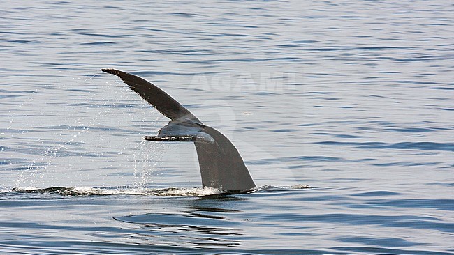 Bultrug zwemmend voor de kust nabij Boston; Humpback Whale (Megaptera novaeangliae) swimming offshore at the East coast of the United States. stock-image by Agami/Bas Haasnoot,