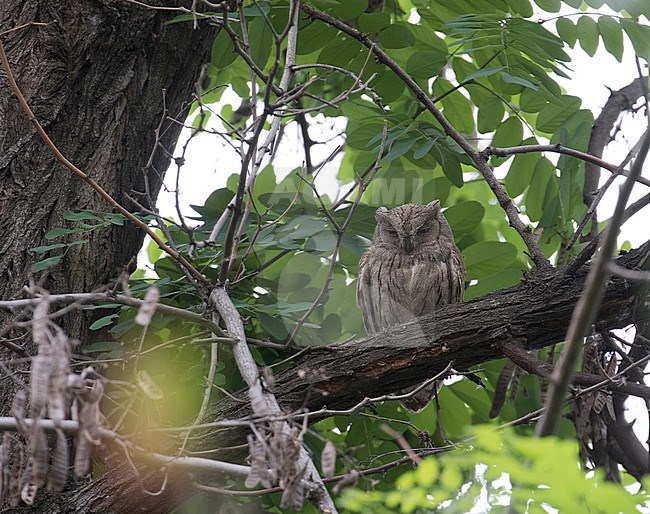 Pallid Scops Owl (Otus brucei) during daytime, roosting in a tree in center of Birecik in eastern Turkey. stock-image by Agami/Josh Jones,