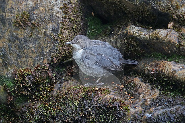 Juvenile White-throated Dipper (Cinclus cinclus gularis) perched on a rock in a fast flowing river in Scotland. stock-image by Agami/Bill Baston,