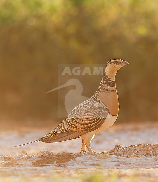 Pin-tailed Sandgrouse (Pterocles alchata) in steppes near Belchite in Spain. Female standing with backlight. stock-image by Agami/Marc Guyt,