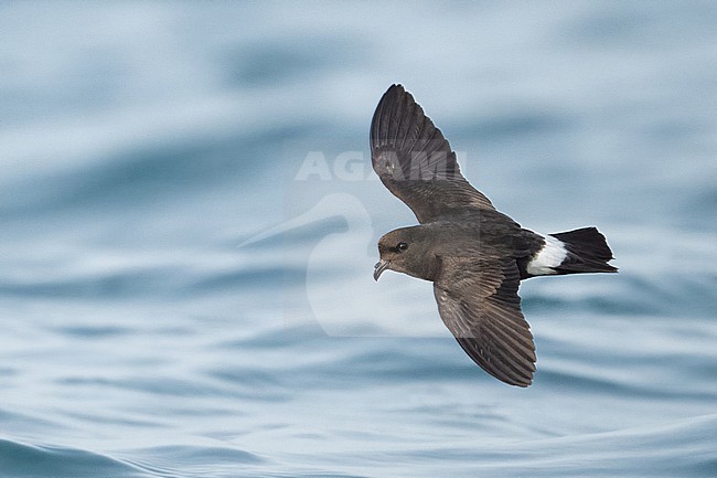  stock-image by Agami/Eduard Sangster,