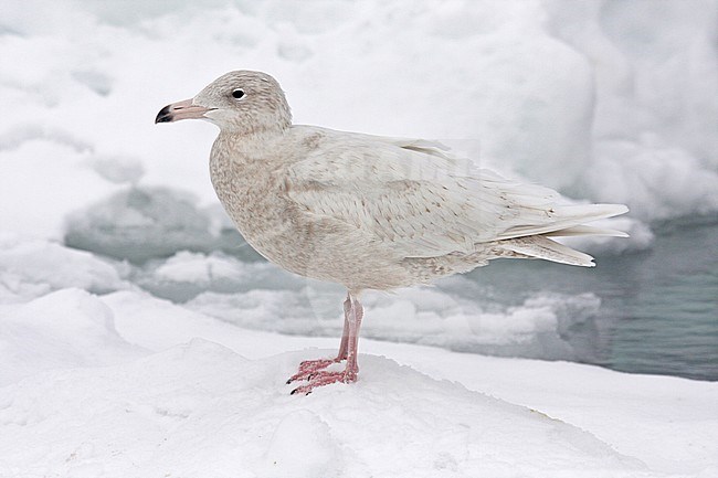 Immature Glaucous Gull (Larus hyperboreus) wintering in Japan. stock-image by Agami/Pete Morris,