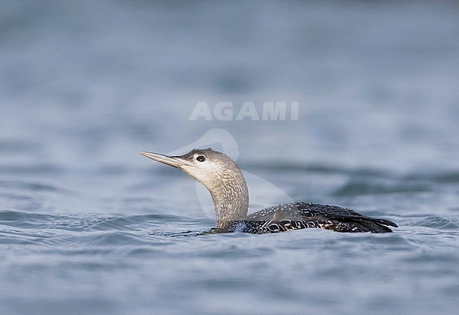 Red-throated Loon - Sterntaucher - Gavia stellata, Germany, 1st cy stock-image by Agami/Ralph Martin,