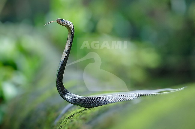 São Tomé Cobra (Naja peroescobari) taken the 22/10/2024 at Sao Tomé. stock-image by Agami/Nicolas Bastide,