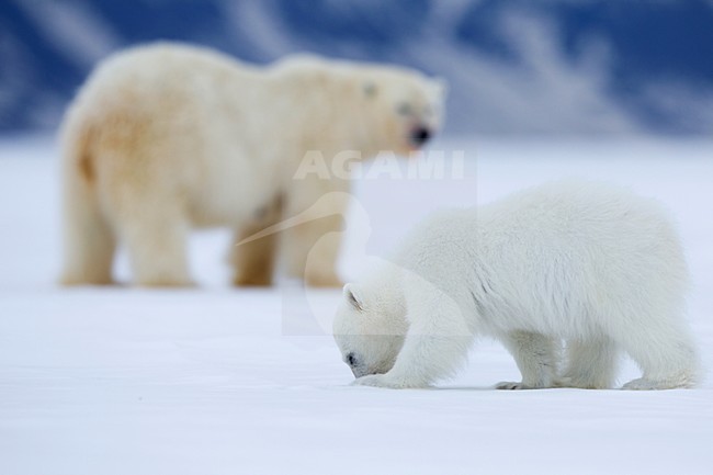 IJsbeer vrouw met jongen; Polar Bear mother with cubs stock-image by Agami/Pieter-Jan D'Hondt ,