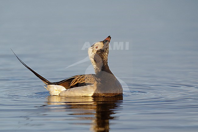 Adult male Long-tailed Duck swimming off Seward Peninsula, Alaska, USA. stock-image by Agami/Brian E Small,