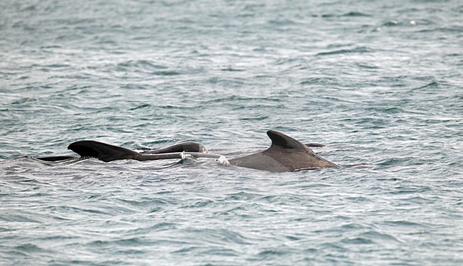 Griend, Long-finned Pilot Whale, Globicephala melas stock-image by Agami/Hugh Harrop,