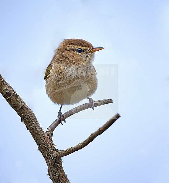 Brown Woodland Warbler (Phylloscopus umbrovirens) perched in a tree, Saudi Arabia stock-image by Agami/Tomas Grim,