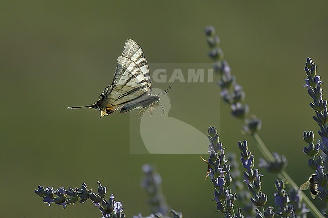 Scarce Swallowtail (Iphiclides podalirius) in flight over lavender flowers in Tuscany, Italy stock-image by Agami/Kari Eischer,
