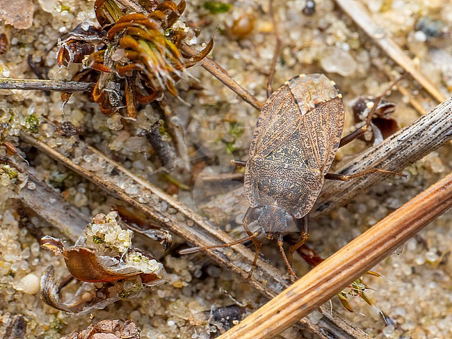 Imago of Emblethis duplicatus stock-image by Agami/Arnold Meijer,