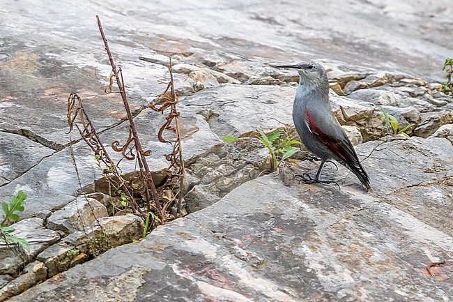 Wintering Wallcreeper (Tichodroma muraria) sitting on a rock in Italy. stock-image by Agami/Daniele Occhiato,