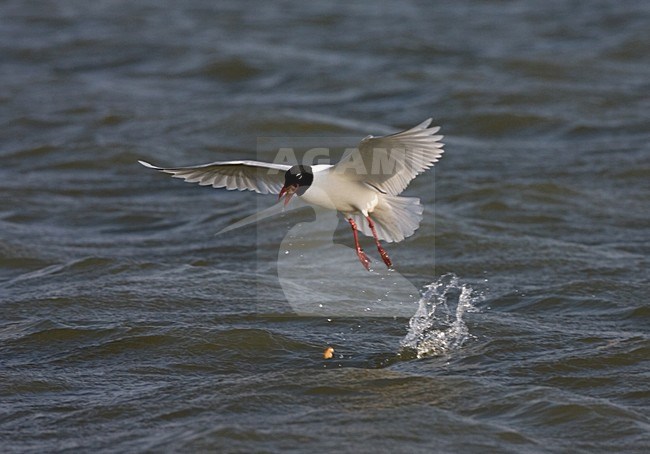 Mediterranean Gull adult feeding on water surface; Zwartkopmeeuw volwassen fouragerend op het wateroppervlak stock-image by Agami/Marc Guyt,