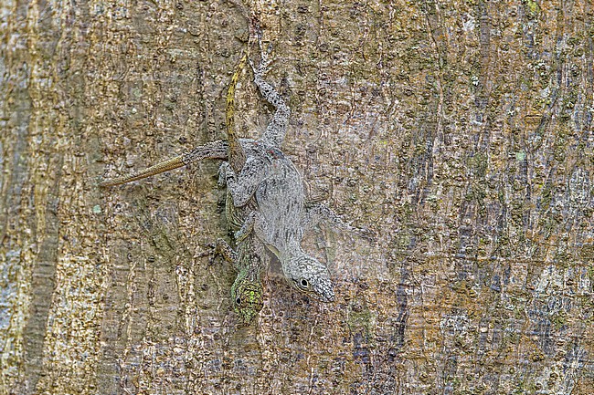 Mating tree Anoles in the Dominican Republic. Possibly Dominica anole (Anolis oculatus). stock-image by Agami/Pete Morris,