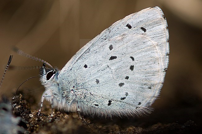 Boomblauwtje / Holly Blue (Celastrina argiolus) stock-image by Agami/Wil Leurs,