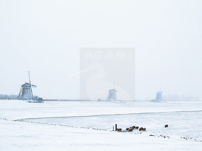 Dutch winter landscape with sheep and wind mills on a dike stock-image by Agami/Menno van Duijn,