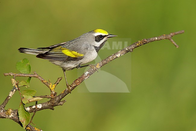 Adult male Golden-winged Warbler (Vermivora chrysoptera)
Galveston Co., Texas stock-image by Agami/Brian E Small,